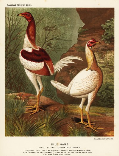 Pile game, cock and hen by J. W. (after) Ludlow