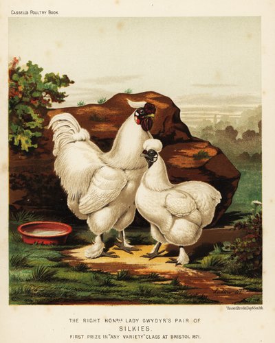 Silkie or Silky Cock and Hen by J. W. (after) Ludlow