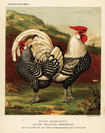 Silver spangled Hamburgh cock and hen by J. W. (after) Ludlow