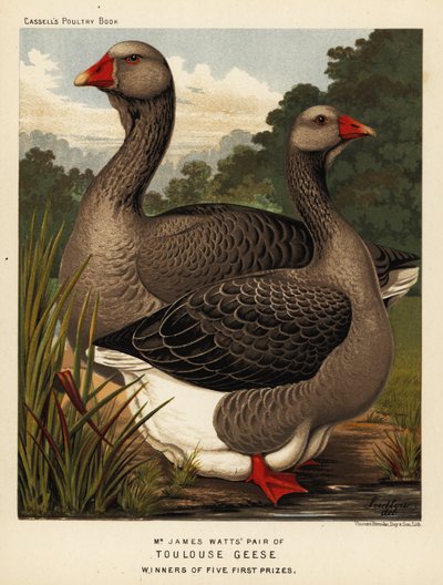 Toulouse geese with dewlap, cock and hen by J. W. (after) Ludlow