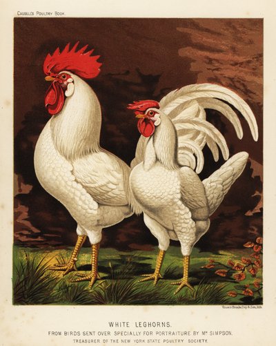 White Leghorns or Livorno Cock and Hen by J. W. (after) Ludlow
