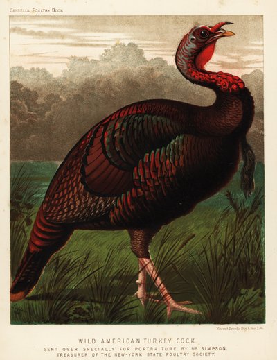 Wild American Turkey Cock, Meleagris Gallopavo by J. W. (after) Ludlow
