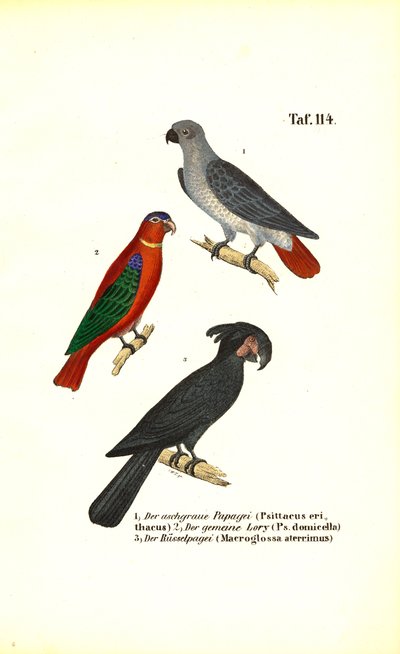 African Grey Parrot, Lory and Palm Cockatoo by J. W. Tenhaeff