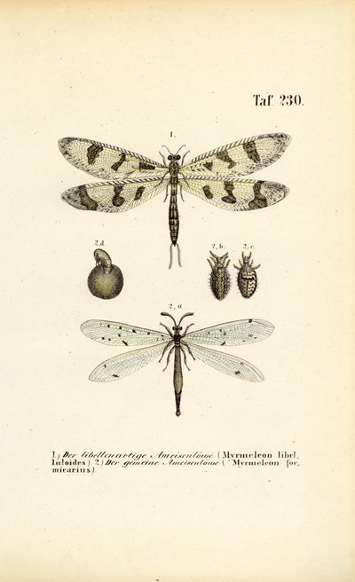 Antlions and Their Developmental Stages by J. W. Tenhaeff