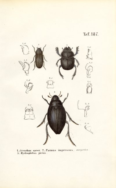 Beetles of the Scarabaeidae and Hydrophilidae Families with Anatomical Details by J. W. Tenhaeff