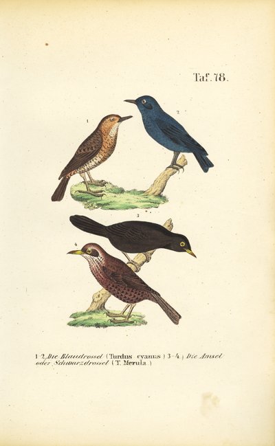 Blue Rock Thrush and Common Blackbird by J. W. Tenhaeff