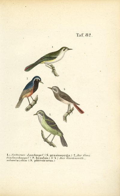 Bonelli