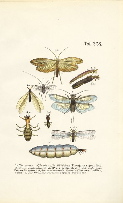 Caddisflies, Stoneflies and Termites with Developmental Stages by J. W. Tenhaeff