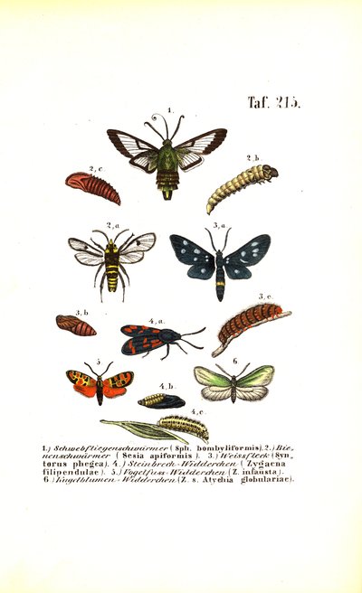 Clearwing Moths and Other Moth Species with Their Developmental Stages by J. W. Tenhaeff
