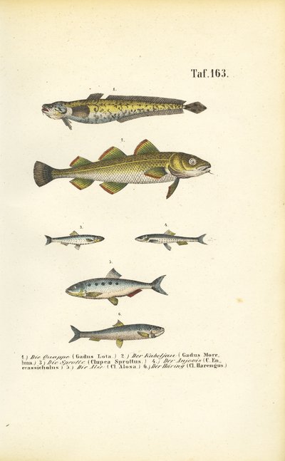 Commercial Fish from the Cod and Herring Families by J. W. Tenhaeff