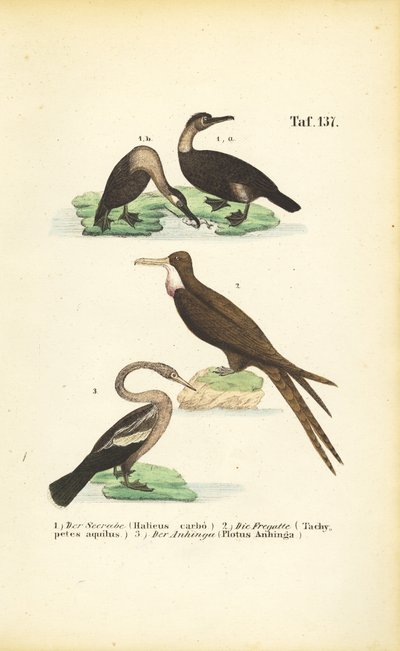 Cormorant, Frigate Bird and Anhinga by J. W. Tenhaeff