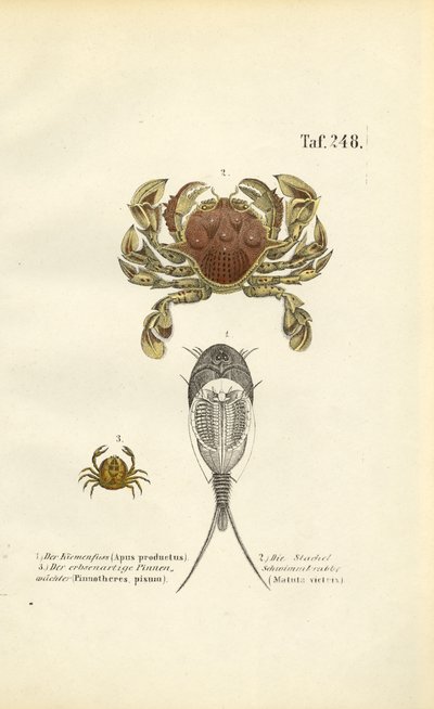 Crustaceans and Tadpole Shrimps by J. W. Tenhaeff
