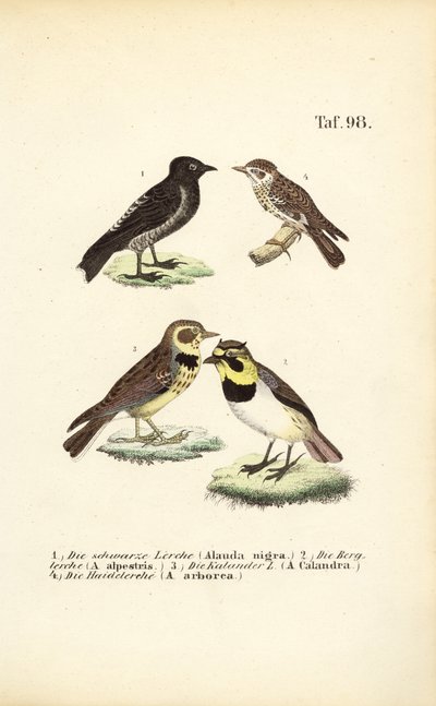 Different Species of Larks by J. W. Tenhaeff