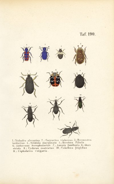 Diversity of European Beetle Species by J. W. Tenhaeff