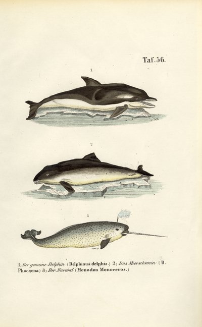 Dolphins and Narwhal by J. W. Tenhaeff