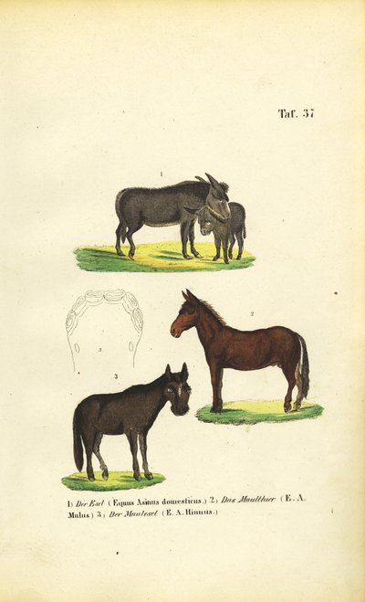 Domestic Donkey, Mule and Hinny by J. W. Tenhaeff