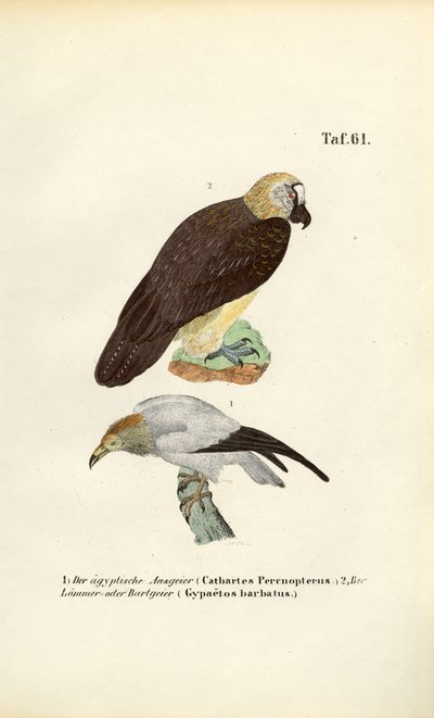 Egyptian Vulture and Bearded Vulture by J. W. Tenhaeff