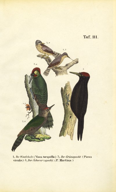 Eurasian Wryneck, European Green Woodpecker and Black Woodpecker by J. W. Tenhaeff