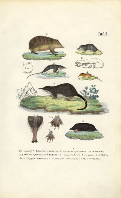 European Insectivores: Hedgehog, Shrews and Mole by J. W. Tenhaeff