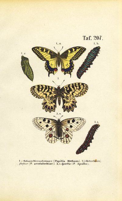 European Butterflies with Caterpillars and Pupae by J. W. Tenhaeff