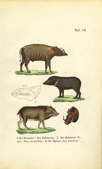 Exotic Pig Species: Babirusa, Collared Peccary, and White-lipped Peccary by J. W. Tenhaeff