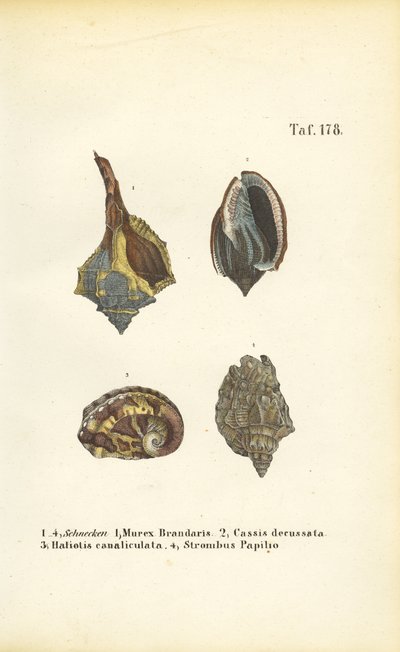 Exotic Sea Snails by J. W. Tenhaeff