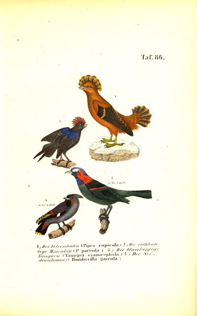 Exotic Songbirds from South America by J. W. Tenhaeff