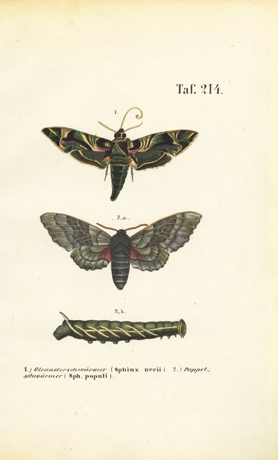 Exotic and Native Hawk Moths by J. W. Tenhaeff