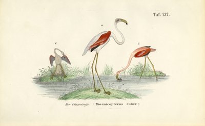 Flamingos in Wetland by J. W. Tenhaeff