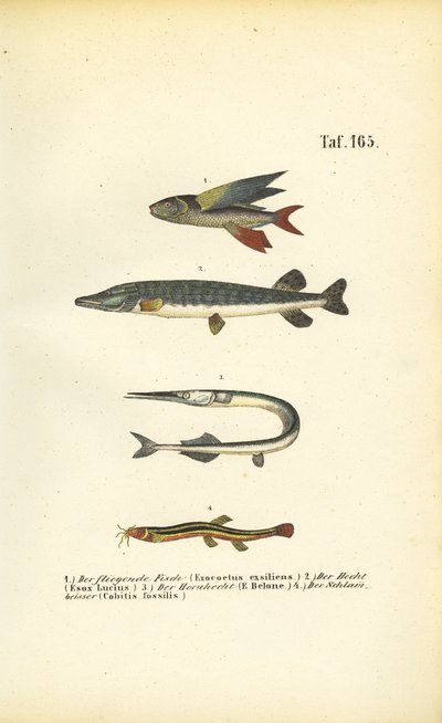 Flying Fish, Pike and Loach by J. W. Tenhaeff