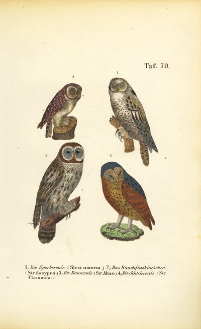 Four European Owl Species by J. W. Tenhaeff