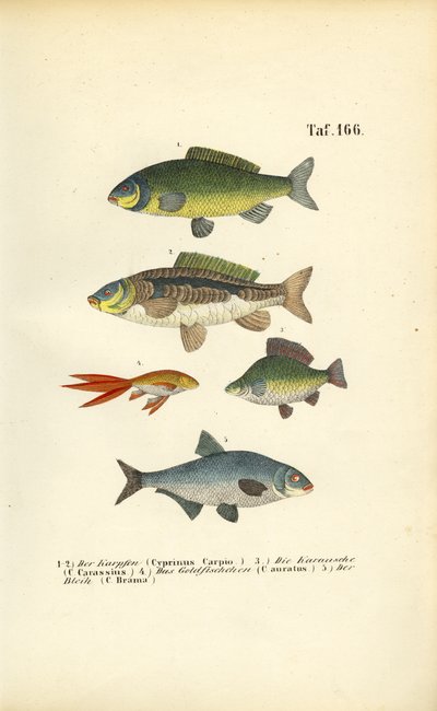 Freshwater Fish of the Carp Family by J. W. Tenhaeff