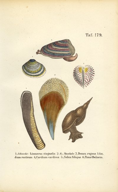 Freshwater Snails and Marine Bivalves by J. W. Tenhaeff