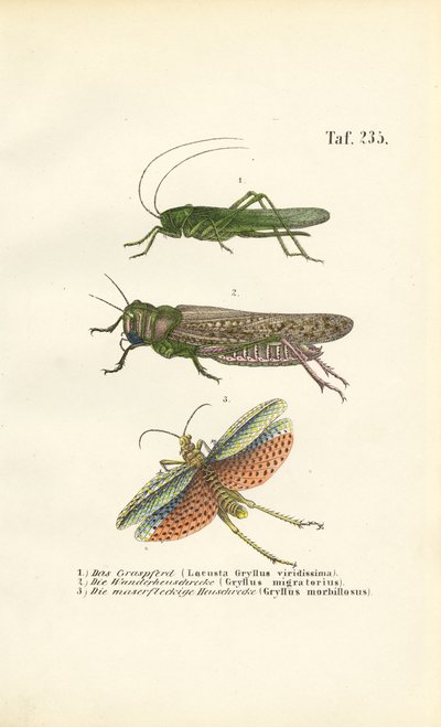 Great Green Bush-cricket, Migratory Locust and Red-winged Grasshopper by J. W. Tenhaeff