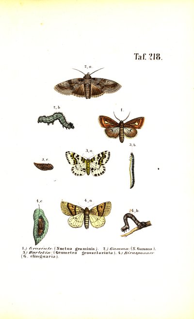 Harmful Moths and Their Developmental Stages by J. W. Tenhaeff