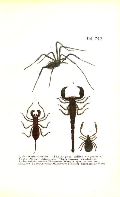Harvestman and Scorpions by J. W. Tenhaeff