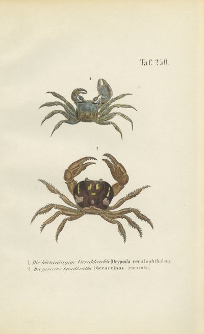 Horn-eyed Ghost Crab and Land Crab by J. W. Tenhaeff