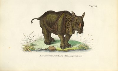 Indian Rhinoceros by J. W. Tenhaeff