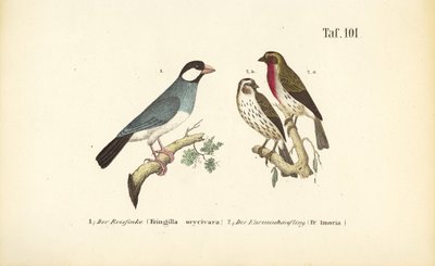 Java Sparrow and Common Rosefinch by J. W. Tenhaeff