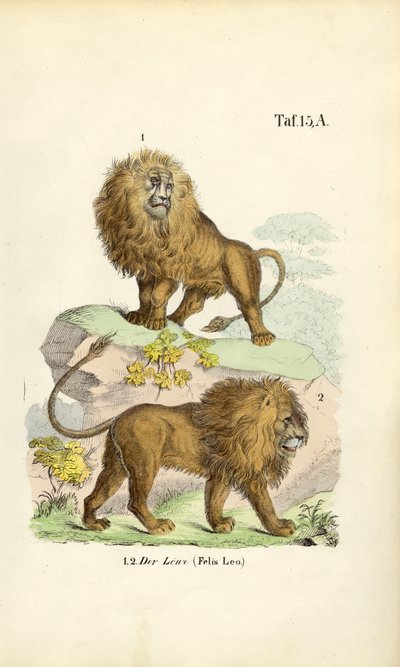 Lions in Different Poses by J. W. Tenhaeff