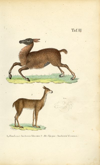 Llama and Vicuña by J. W. Tenhaeff