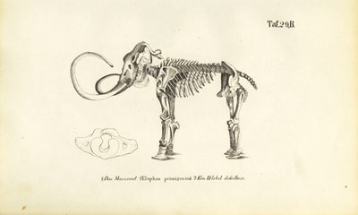 Mammoth Skeleton by J. W. Tenhaeff