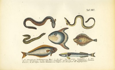 Marine Fish and Eels by J. W. Tenhaeff