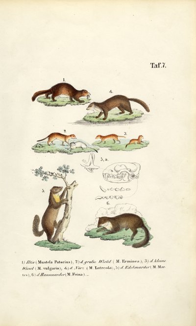 Marten Species with Skull Illustration by J. W. Tenhaeff