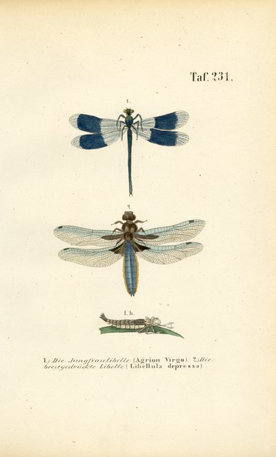 Native Dragonfly Species with Larval Development by J. W. Tenhaeff