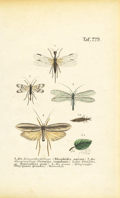 Neuropterans and Their Developmental Stages by J. W. Tenhaeff
