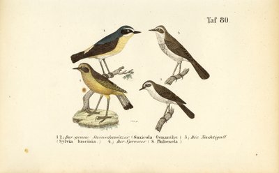 Northern Wheatear, Common Nightingale and Thrush Nightingale by J. W. Tenhaeff