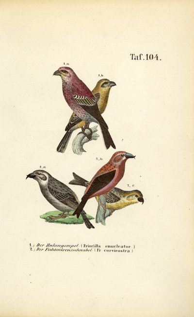 Pine Grosbeak and Red Crossbill by J. W. Tenhaeff
