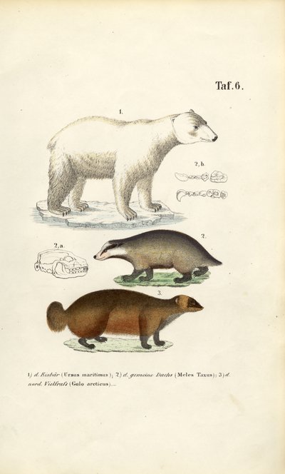 Polar Bear, Badger and Wolverine with Anatomical Details by J. W. Tenhaeff