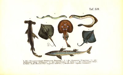 Primitive Fish and Rays by J. W. Tenhaeff